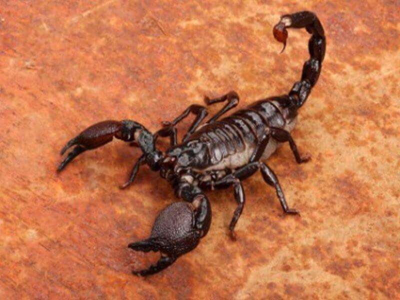 Skorpion 