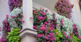 Balkonblumen - Üppige Blumenpracht in luftiger Höhe