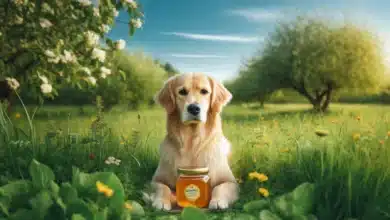 Hund mit Manuka Honig