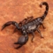 Skorpion