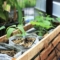 Homegardening